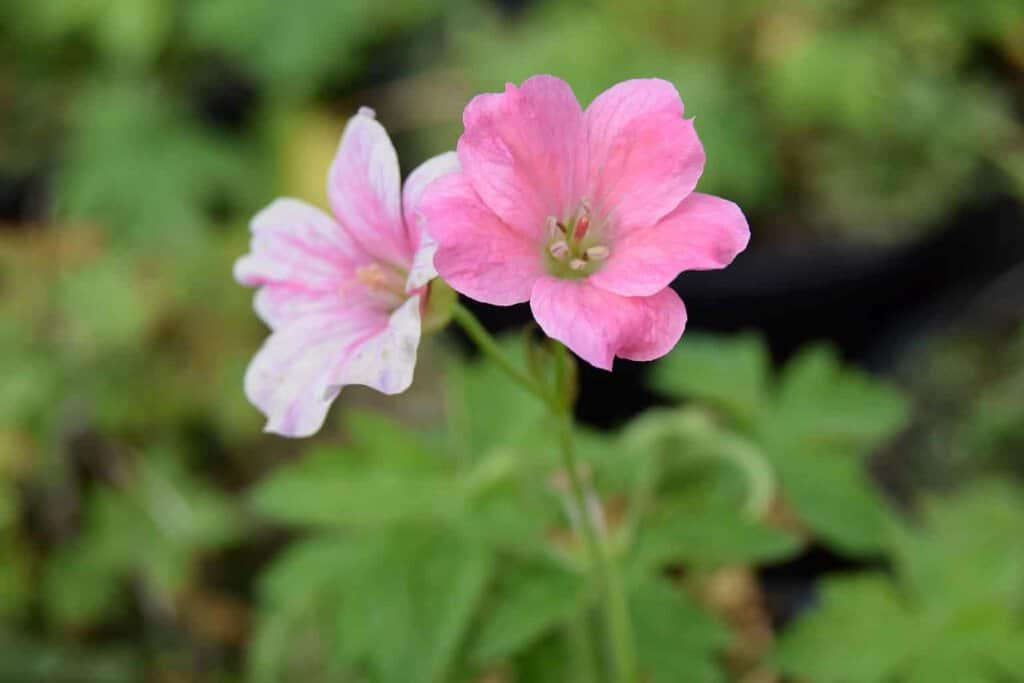 Geranium x oxonianum 'Wargrave Pink' ---